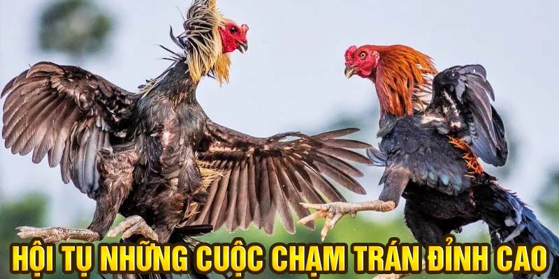 Đá gà 23WIN hội tụ những cuộc chạm trán đỉnh cao